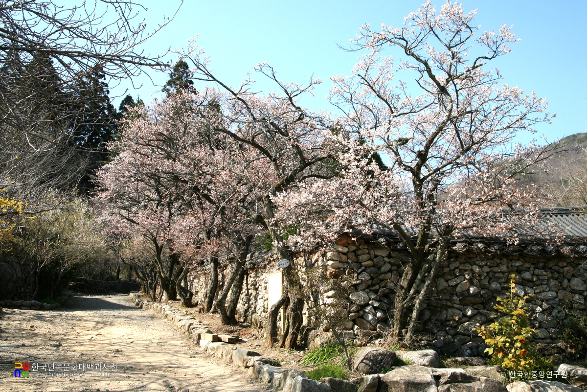 순천 선암사 선암매