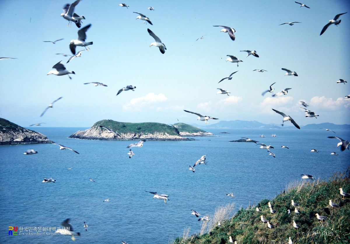 영광 칠산도 괭이갈매기·노랑부리백로·저어새 번식지