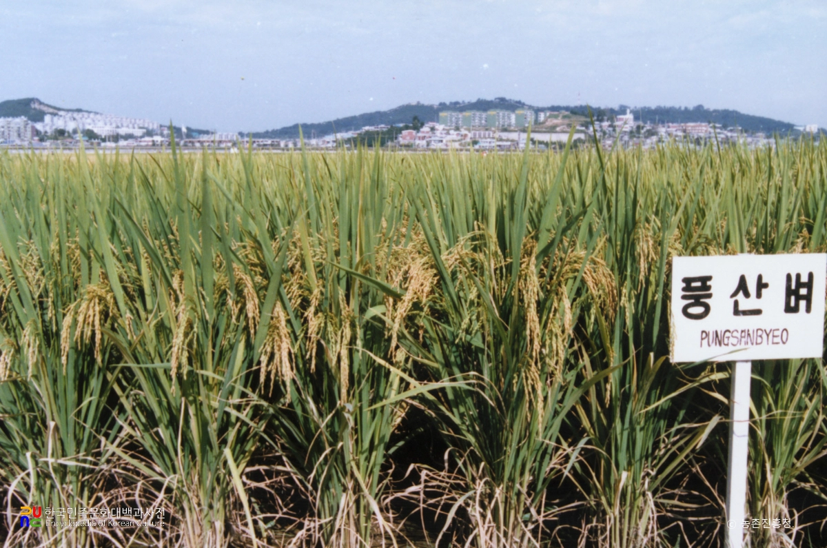 벼(풍산벼)