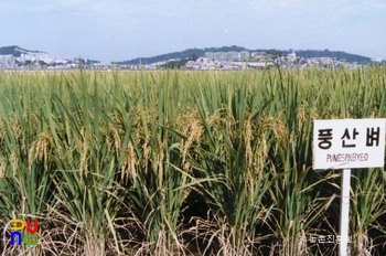 벼(풍산벼)