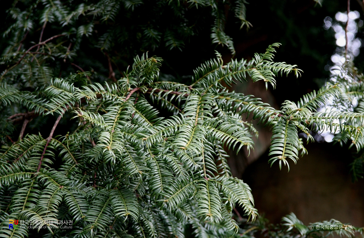 진도 상만리 비자나무