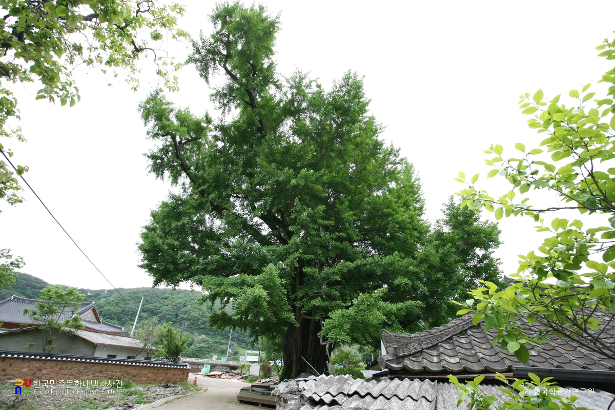 화순 야사리 은행나무