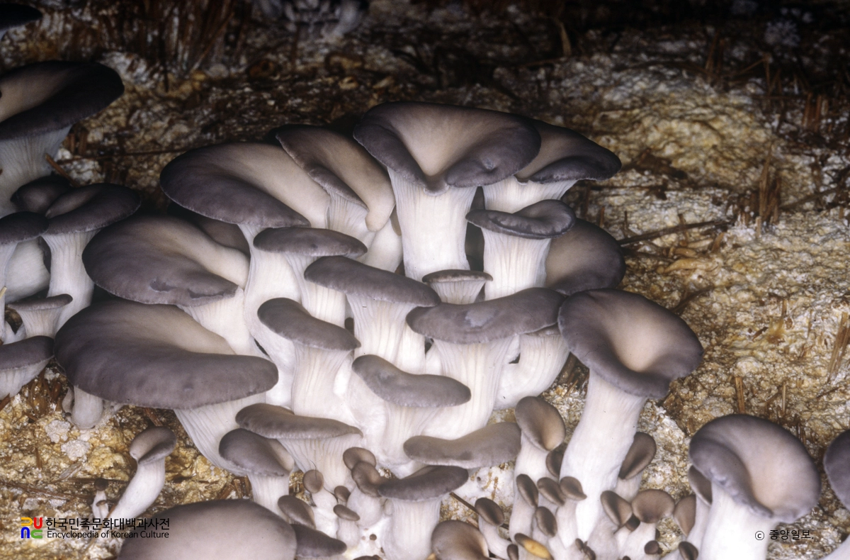 느타리버섯