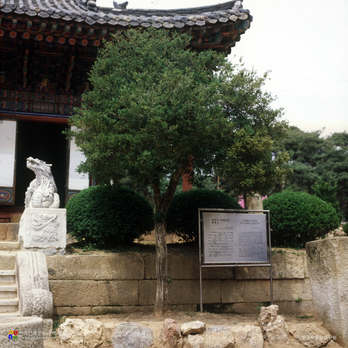 용주사 회양나무