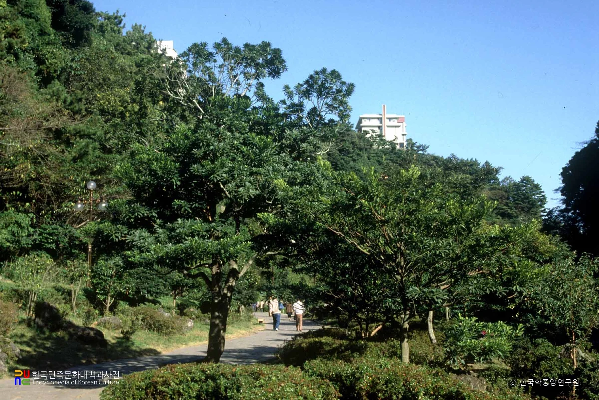 제주 천지연 담팔수 자생지