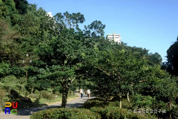 제주 천지연 담팔수 자생지