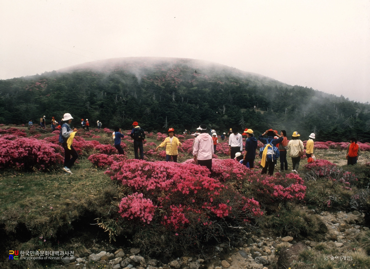 한라산 천연보호구역 철쭉제