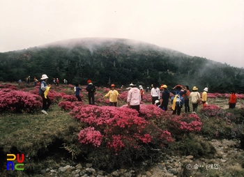 한라산 천연보호구역 철쭉제