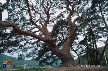 괴산 삼송리 소나무