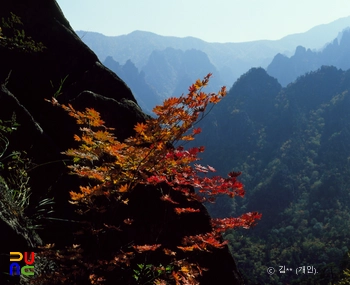 단풍 / 설악산