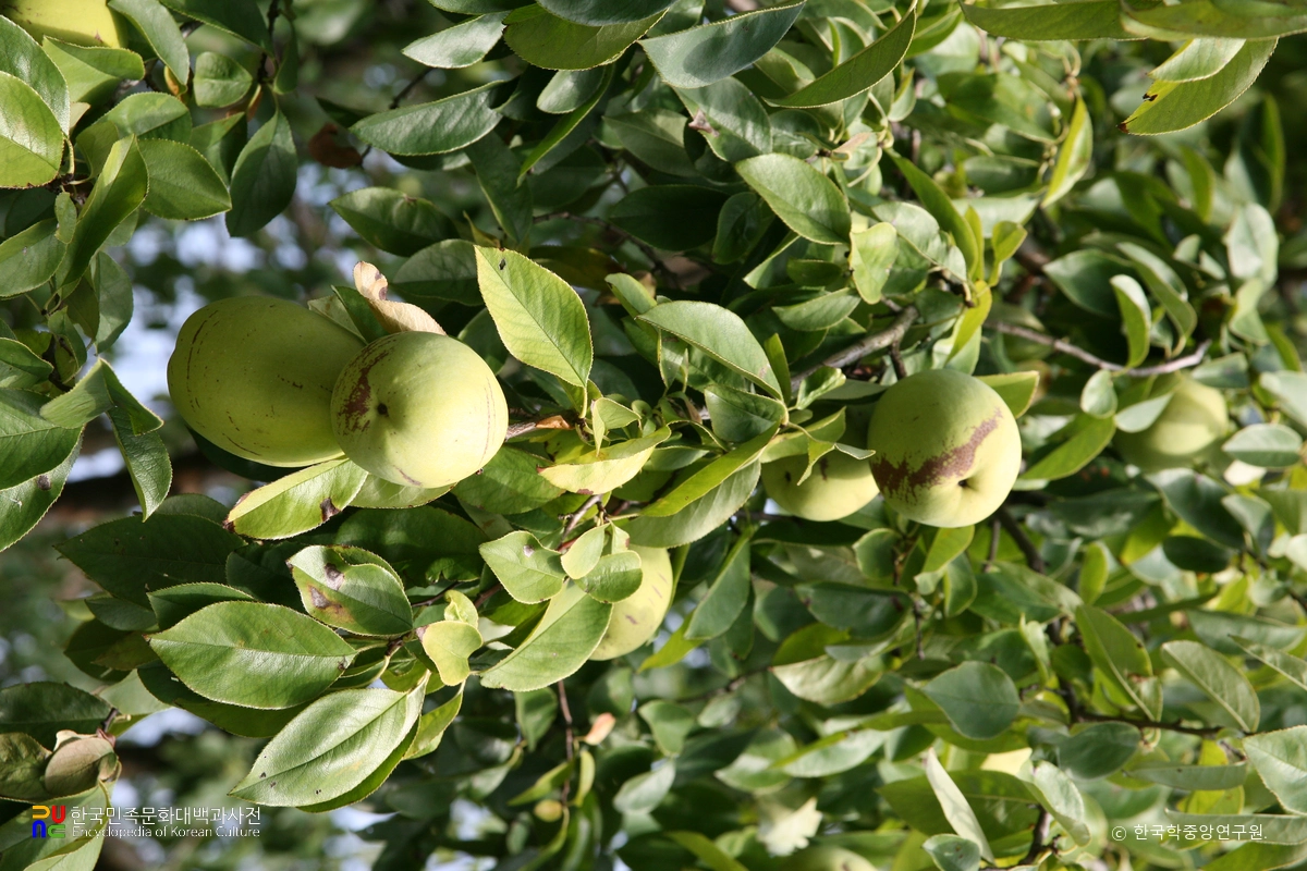 충익사 모과나무