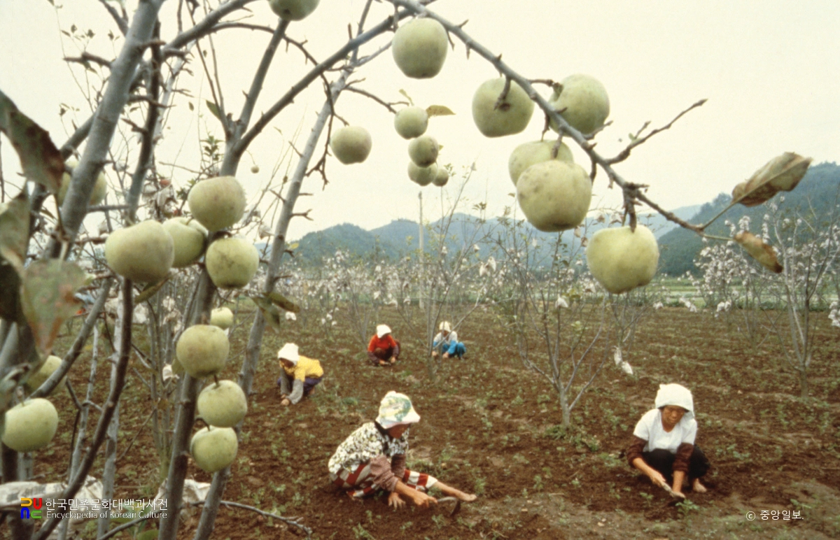 밭갈이하는 아낙네들