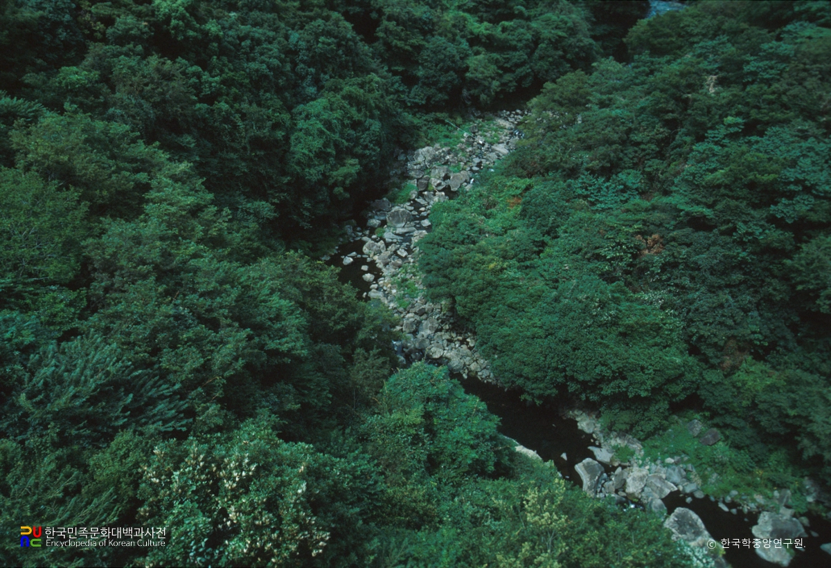 제주 천제연 난대림