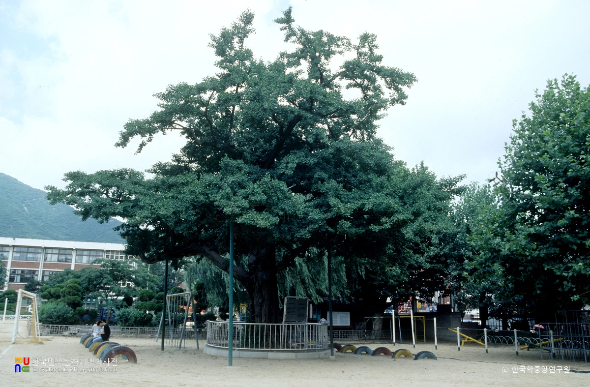 계산동 은행나무