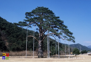 보은 속리 정이품송