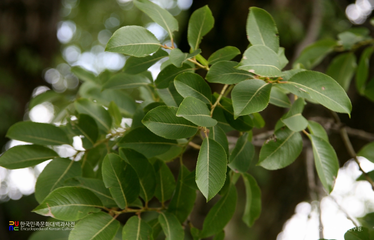 청도 덕촌리 털왕버들