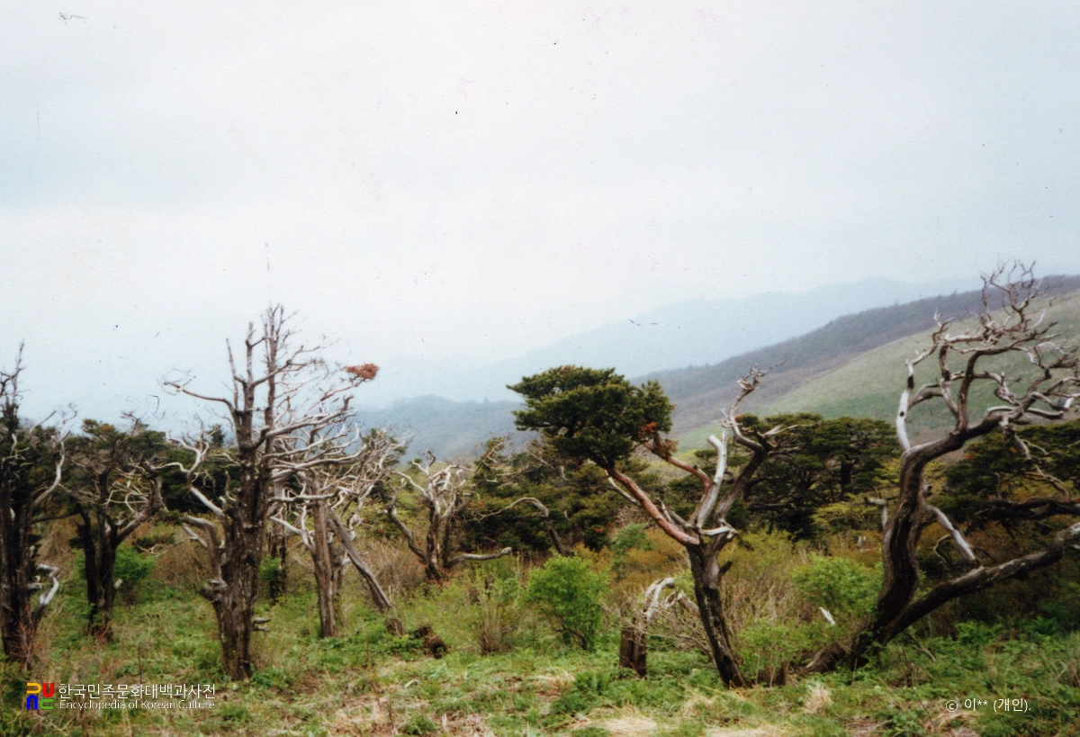 소백산 주목군락