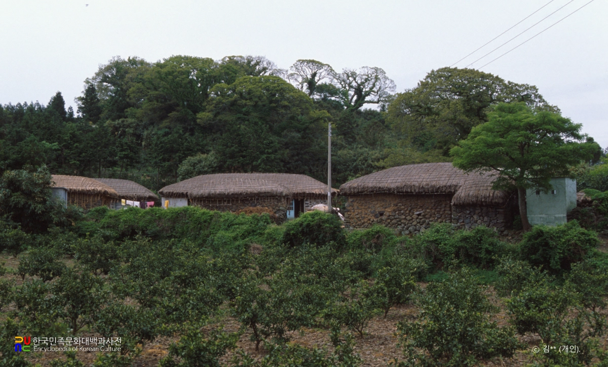 제주 밀감 과수원