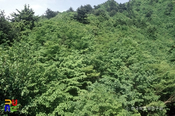 울릉 태하동 솔송나무·섬잣나무·너도밤나무 군락