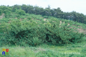 청도 명대리 뚝향나무