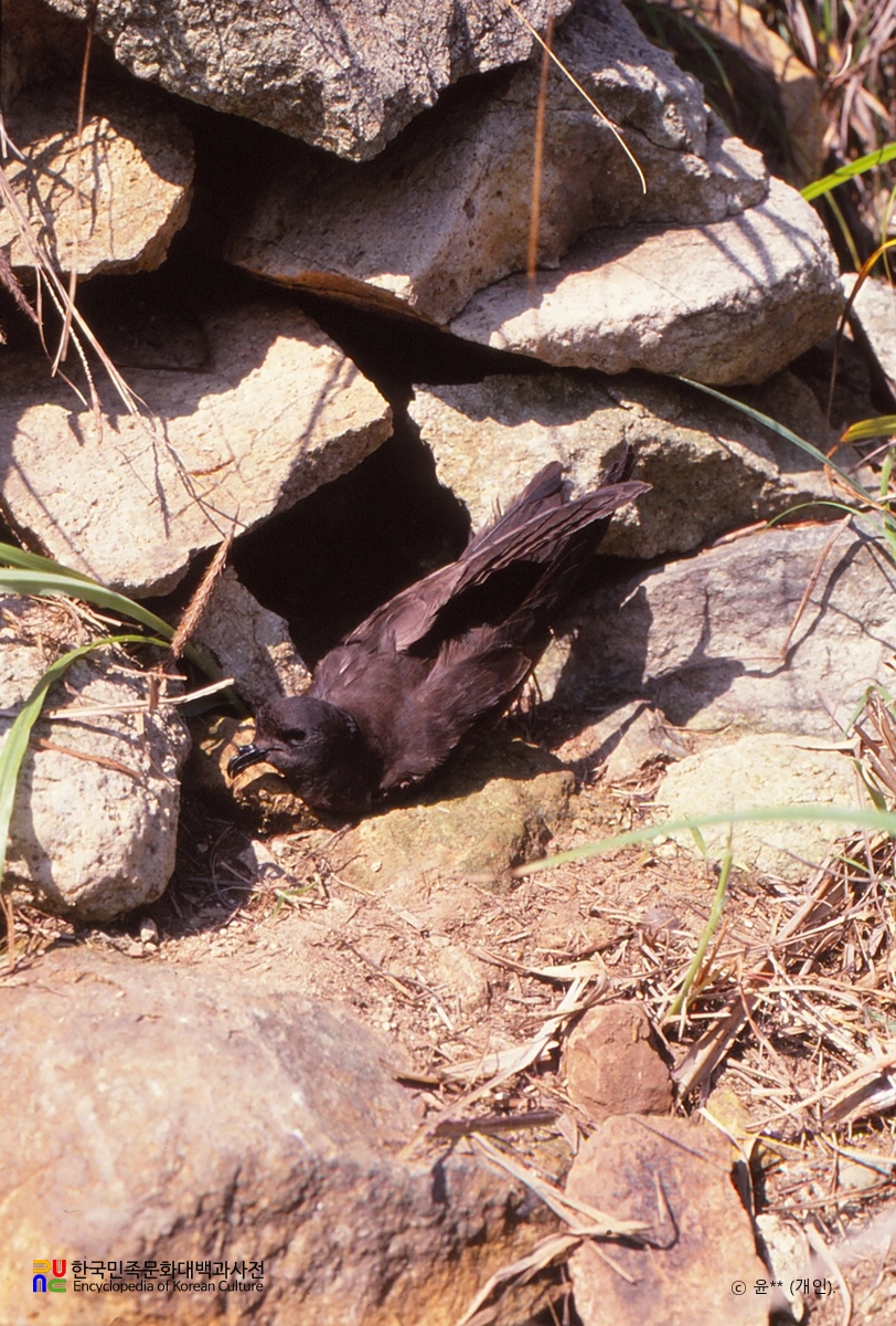 신안 구굴도 바닷새류 번식지 / 바다제비