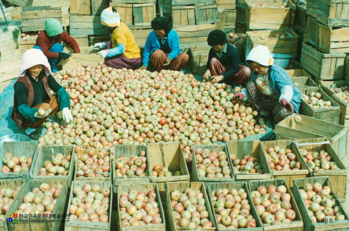 사과 선별