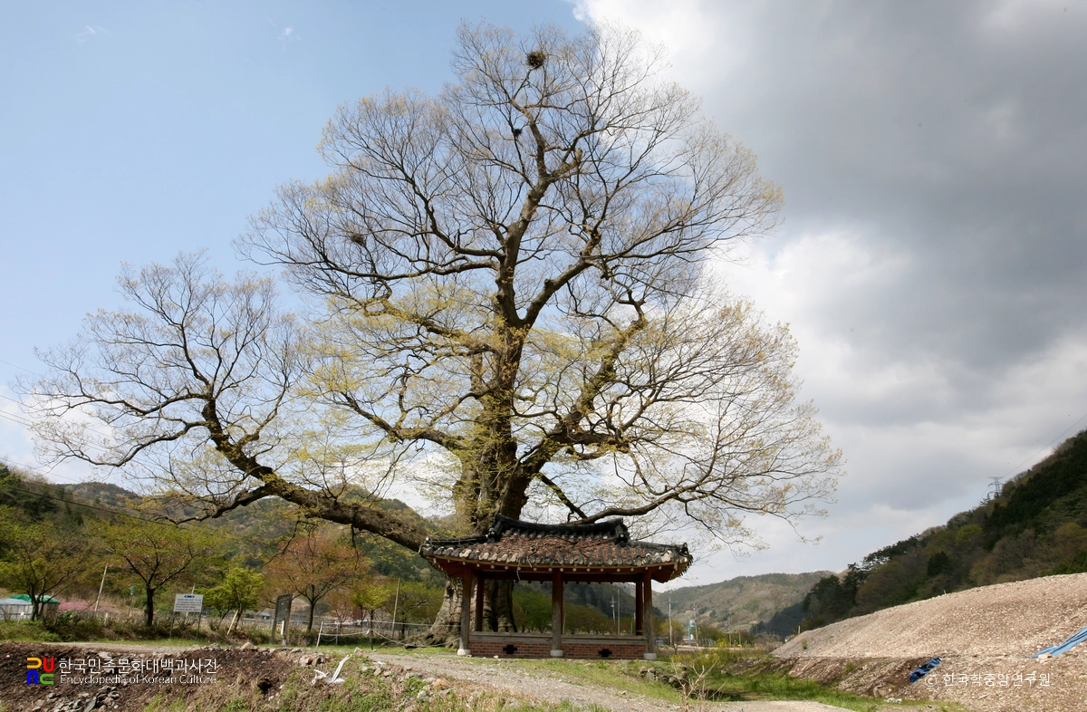 장성 단전리 느티나무