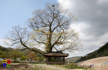 장성 단전리 느티나무