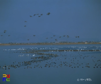 낙동강 하구