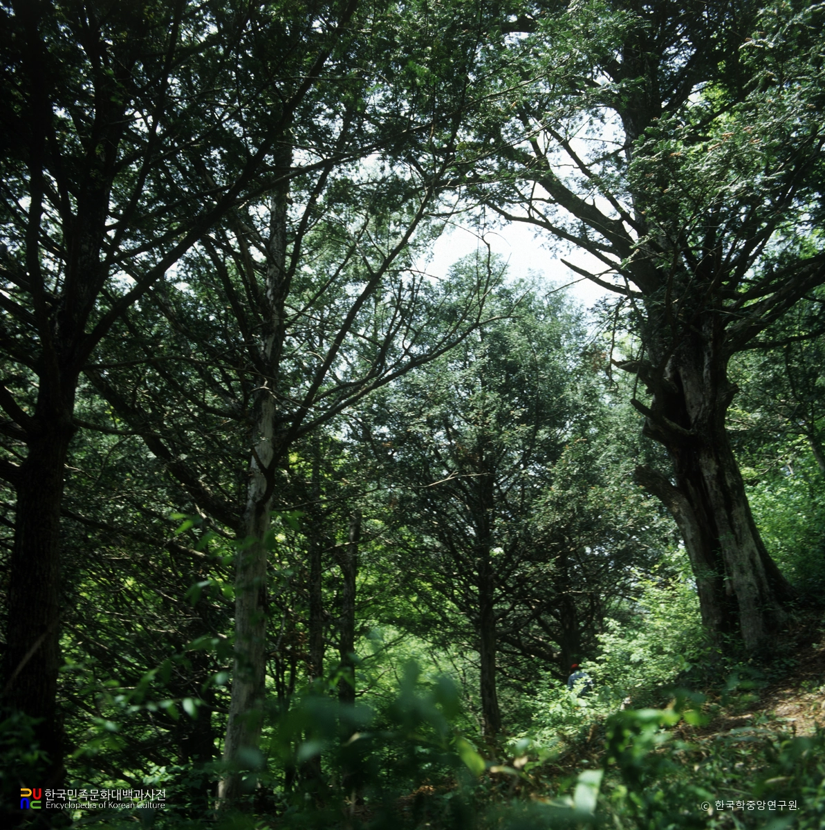 장성 백양사 비자나무 숲