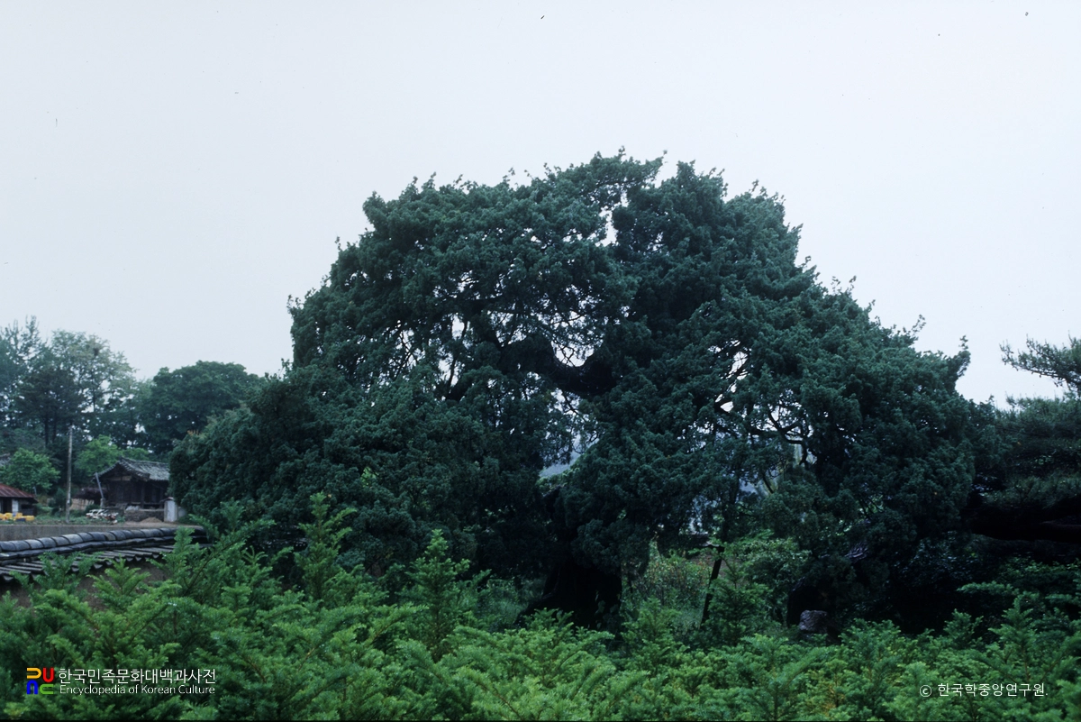 영해 경수당 향나무