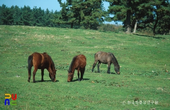 제주의 제주마