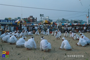 강릉 학산 오독떼기 김매기