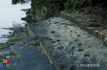 고현리 공룡발자국 화석