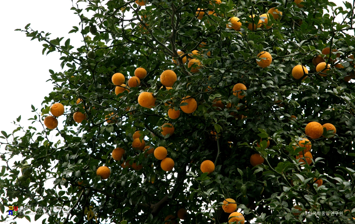 포항 보경사 탱자나무