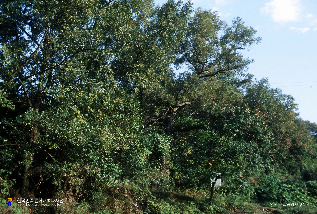 내곡 모감주나무 군락