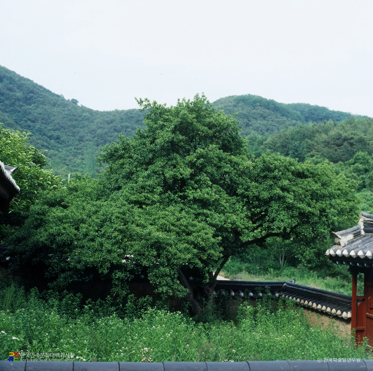 청도 명대리 사철나무