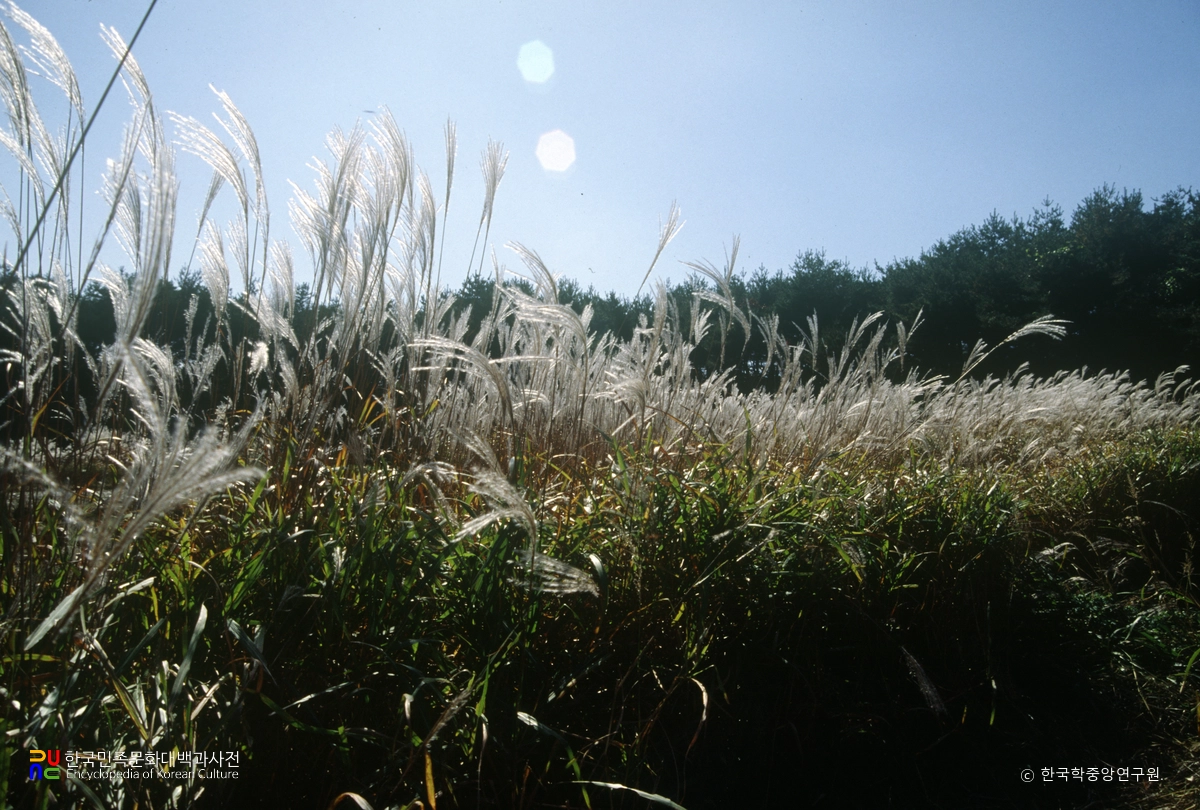 억새
