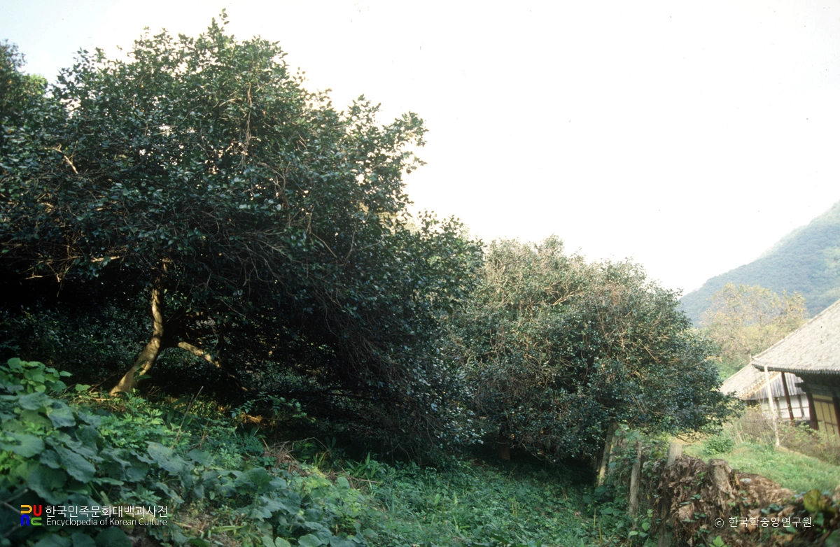 고창 선운사 동백나무 숲