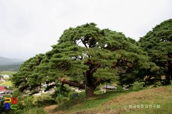 의령 성황리 소나무