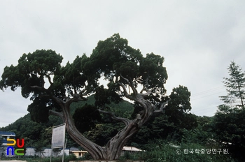 팔곡리 향나무