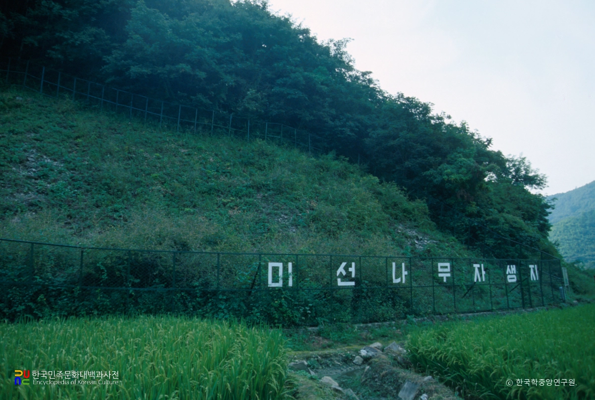 괴산 추점리 미선나무 자생지