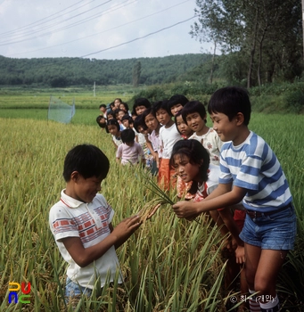 벼가 익은 들판