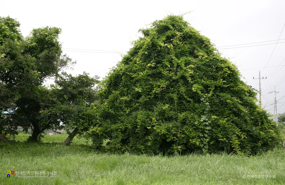 경주 오류리 등나무