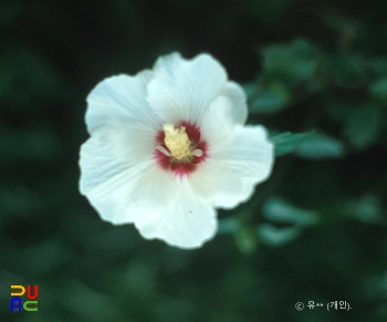 무궁화 / 화랑