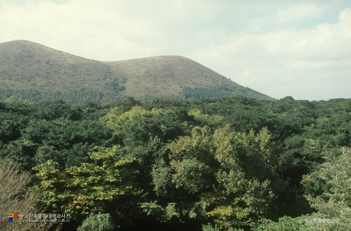 한라산 천연보호구역 평대리 비자림