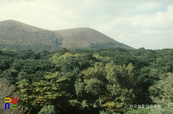 한라산 천연보호구역 평대리 비자림