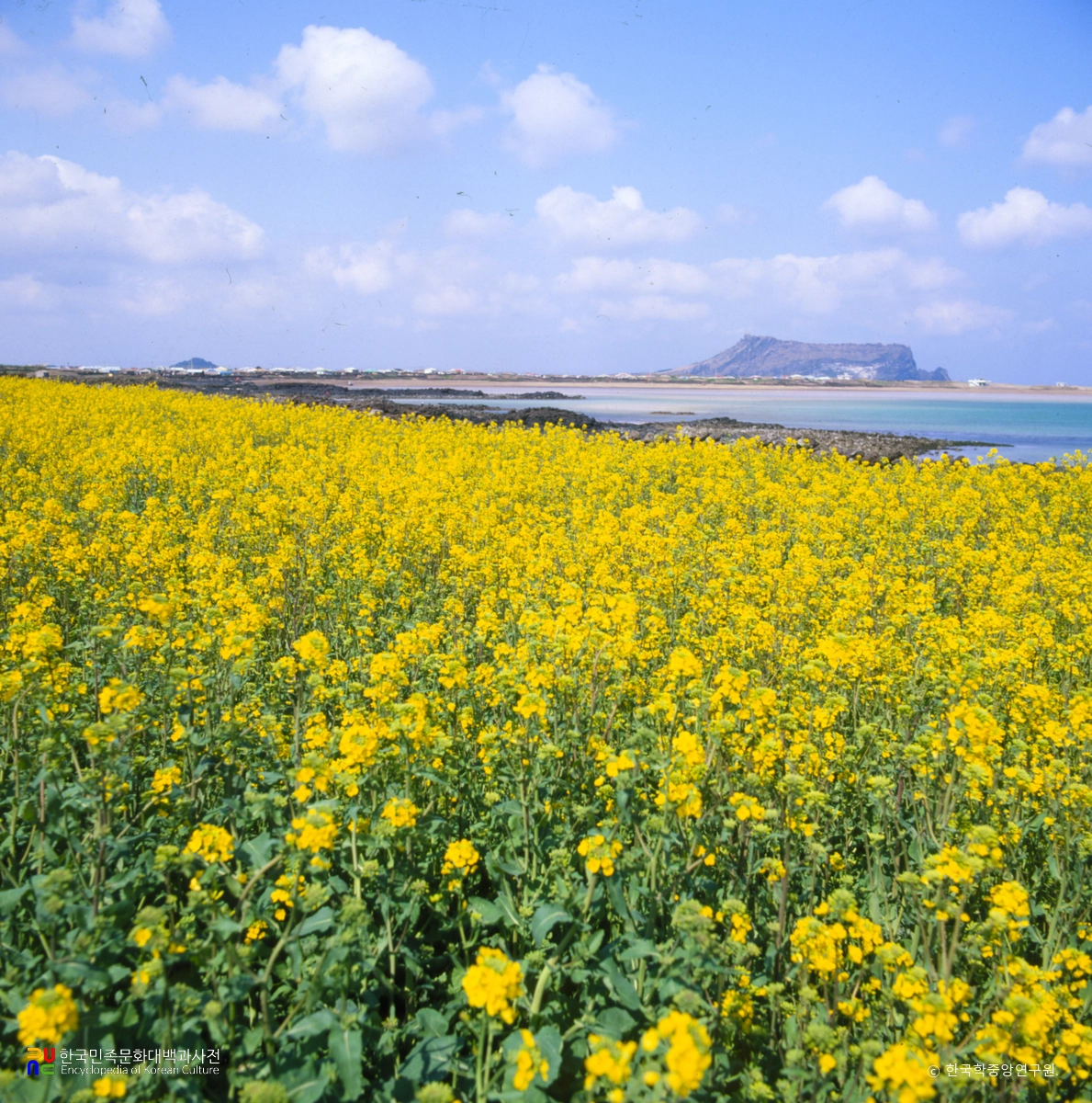 유채꽃밭