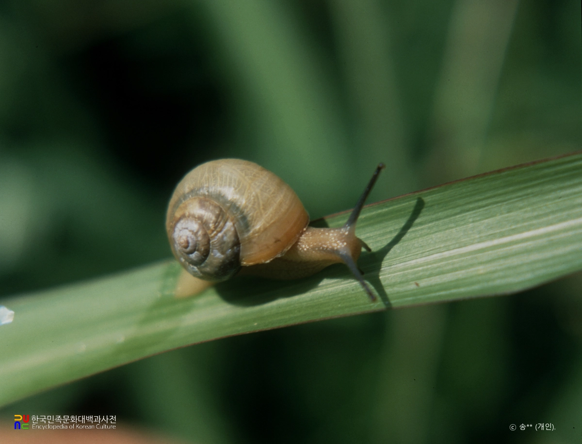 달팽이