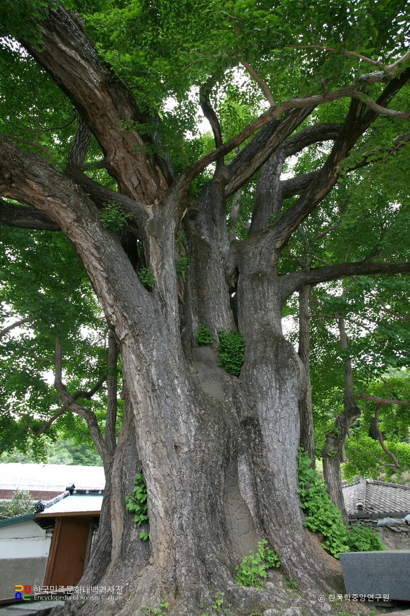 화순 야사리 은행나무